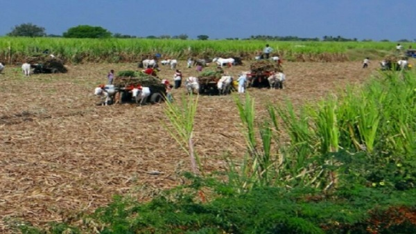 விவசாயிகளின் சாகுபடி