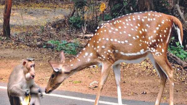 மனிதர்களுக்கும் பரவுமா? 