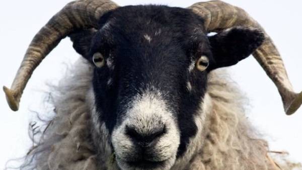 சேவல்கள்