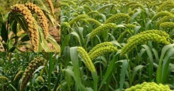 தினை வகைககளின் பயன்கள்