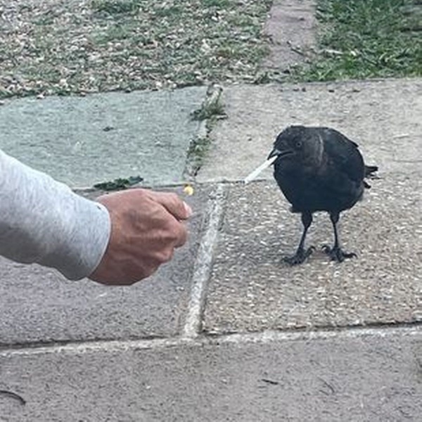 புகையால் நட்பு