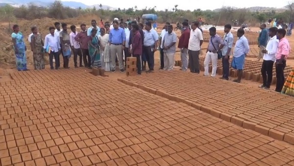 கருவேல மரங்கள்