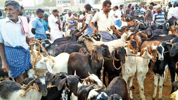  வார சந்தை