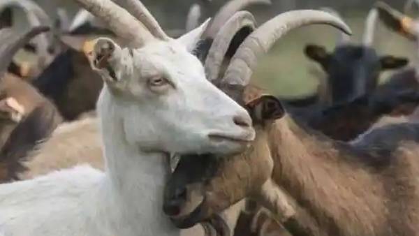  ஆட்டு மந்தைகள்