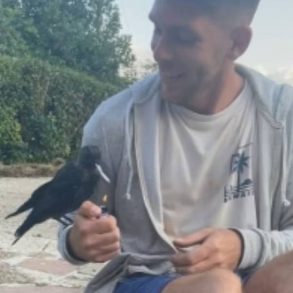 நண்பனான காகம்