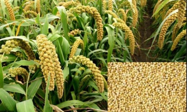 தினை விவசாயத்துக்கு புத்துயிர்