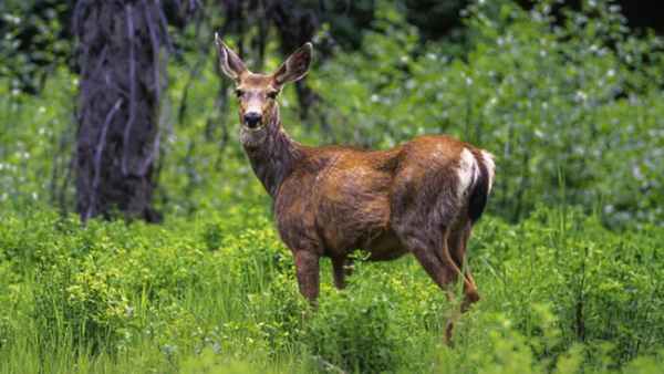 உயிரிழப்பை ஏற்படுத்தும் அபாயம் 