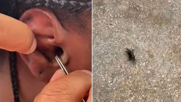 குட்டி நண்டு குட்டி நண்டு