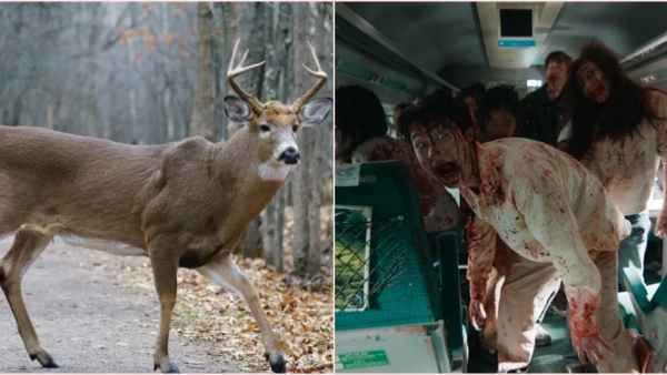 மனிதர்களுக்கு பரவுமா? 