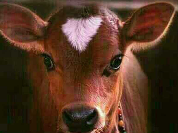 கன்றுக்குட்டி