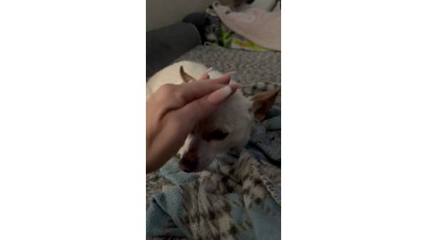  சிறிய மெய்க்காப்பாளர்