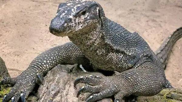 காட்டுப்பகுதி காட்டுப்பகுதி