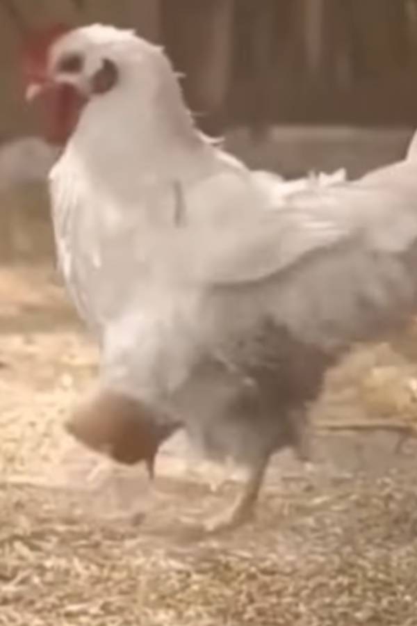 ரொனால்டோவுக்கு போட்டி? 