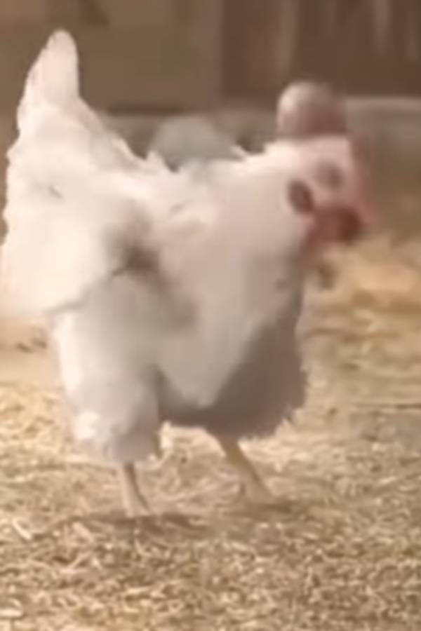 இன்ஸ்டாகிராமில் வைரல் 