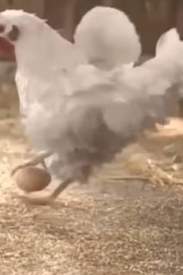 புட்பால் விளையாடும் கோழி 