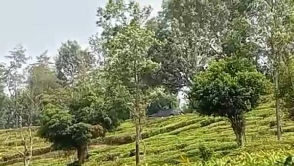 தேயிலைத் தோட்டம் தேயிலைத் தோட்டம்