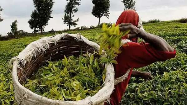 ரஷ்யாவில் மவுசு ரஷ்யாவில் மவுசு