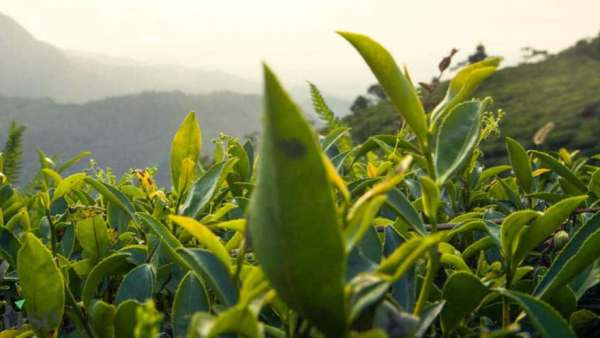 3 வாரமாக பயன் 3 வாரமாக பயன்