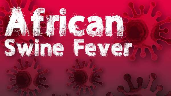 பன்றிகள்