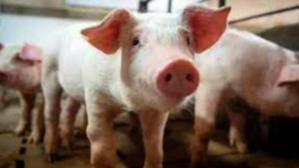 பன்றிகள்