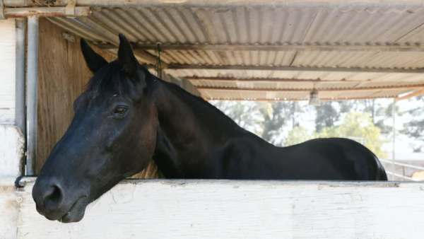 கரைந்து போன சாயம்