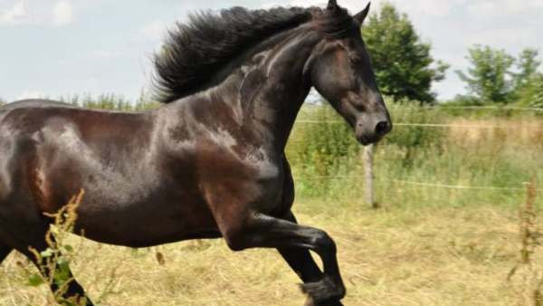 குதிரை விற்பனை