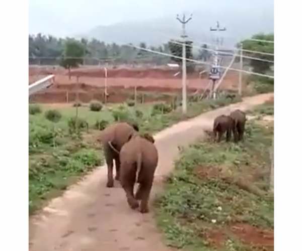 காட்டு யானைகள் 