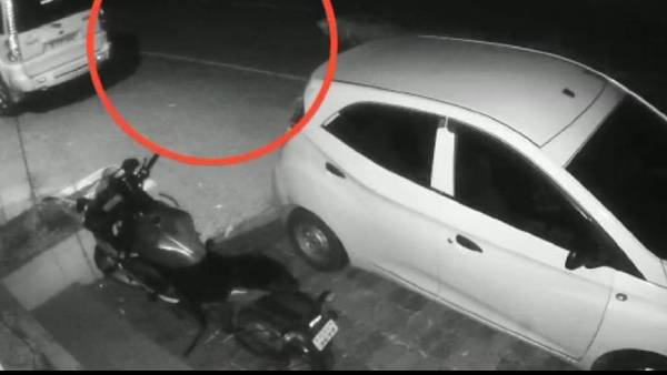 குட்டிப்புலி