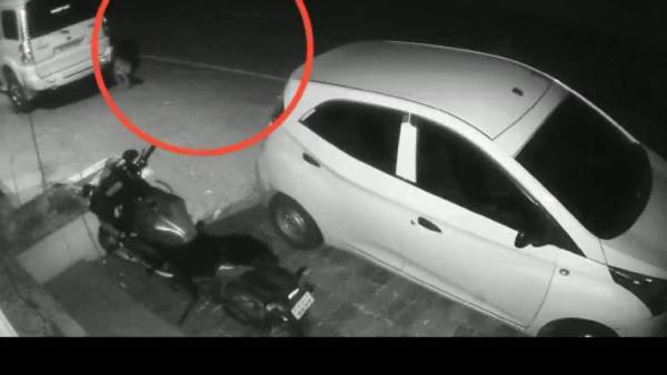  சிறுத்தைக்குட்டி