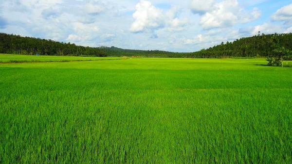 வயல்வெளி 