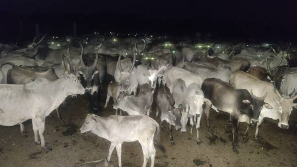 கள்ளழகர் அருள் 