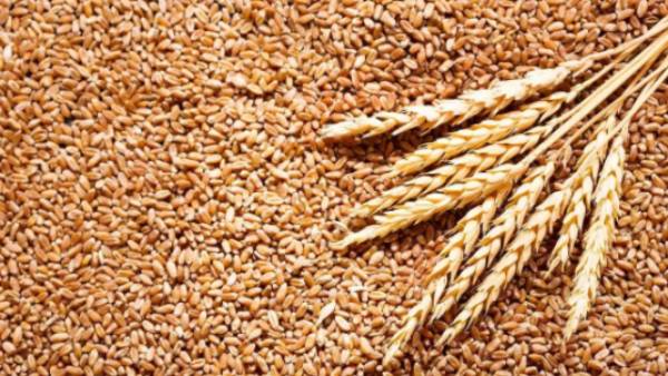 கோதுமை ஏற்றுமதி கோதுமை ஏற்றுமதி