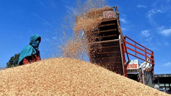 இந்தியா கோதுமை இந்தியா கோதுமை