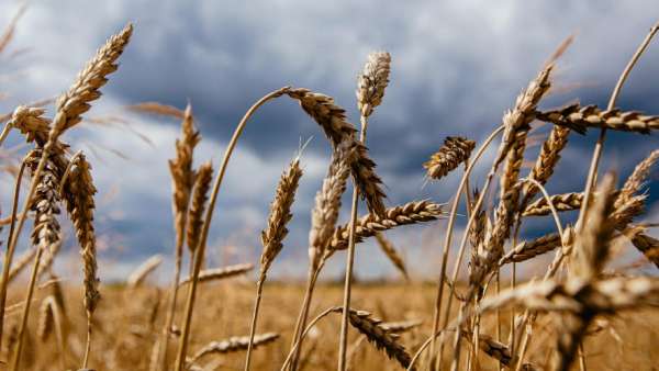 ஏற்றுமதி எவ்வளவு