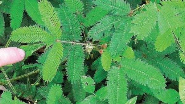 தொட்டாற்சிணுங்கியை தொட்டால் தொட்டாற்சிணுங்கியை தொட்டால்