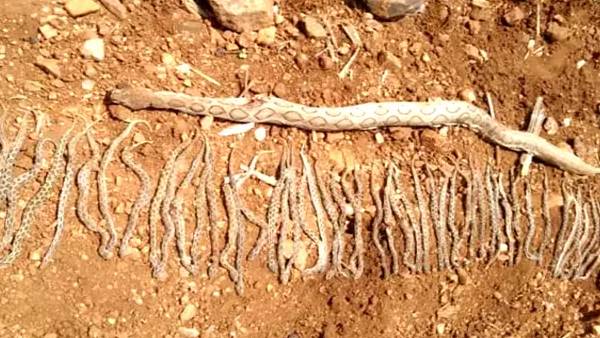 இயல்பு தான் இயல்பு தான்