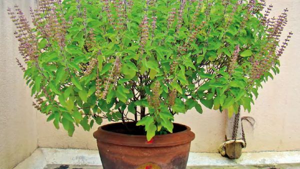 பெருமாளுக்கு உகந்த துளசி பெருமாளுக்கு உகந்த துளசி