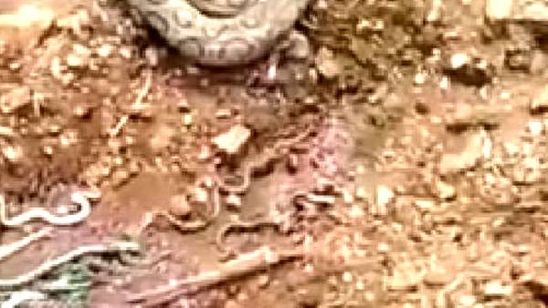 50 குட்டிகள் 50 குட்டிகள்