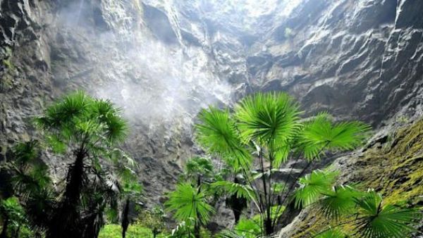 உயரமான மரம் 