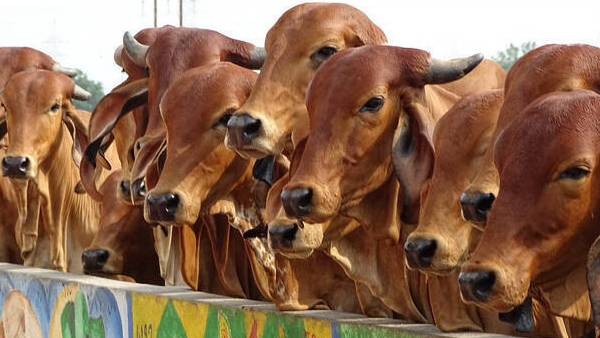 கொரோனா மருந்தாக கோமியம் 