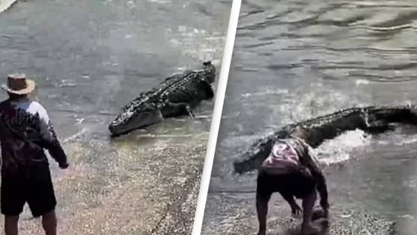 பின் தொடரும் முதலை