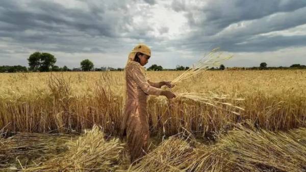கோதுமை ஏற்றுமதிக்கு தடை 