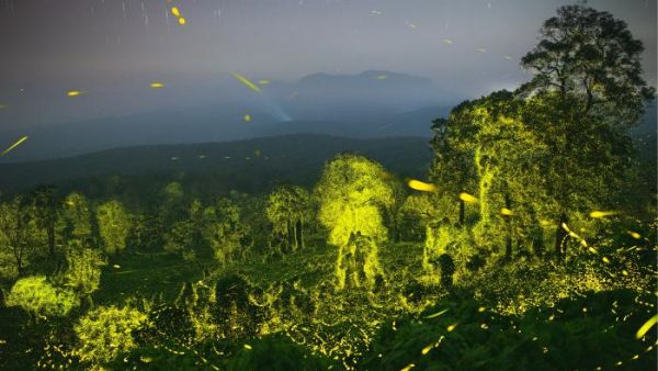  மின்னும் பூச்சிகள்