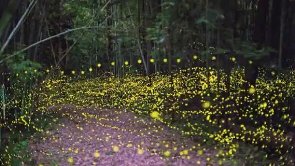  மின்னிய காடு