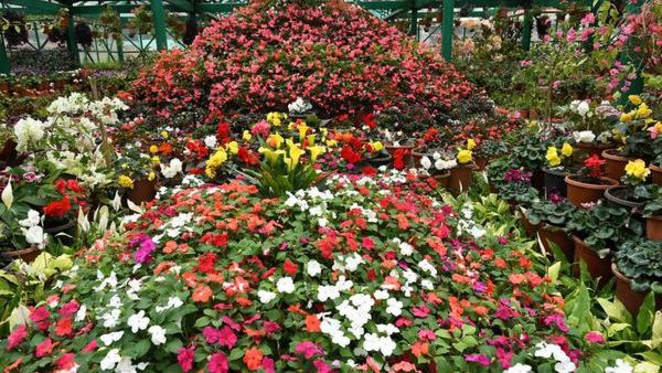 பிரமாண்டமான மரவீடு பிரமாண்டமான மரவீடு