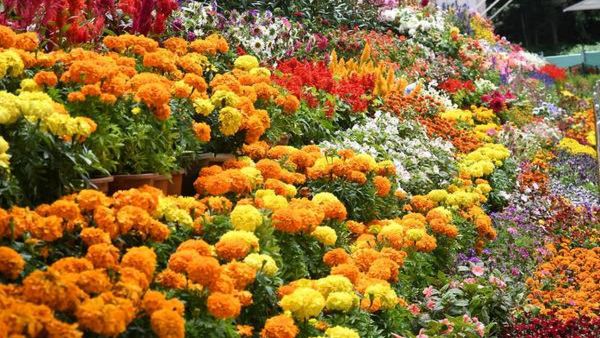 ரோஜா கண்காட்சி துவக்கம் ரோஜா கண்காட்சி துவக்கம்