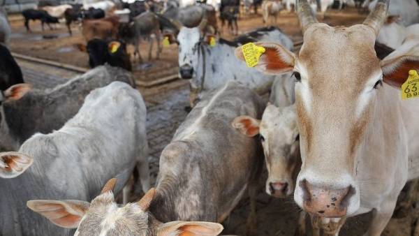 கோமியத்தை தெளித்தால் தடை நீங்கும் 