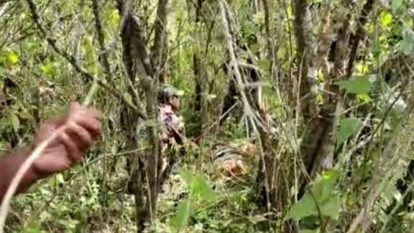  வனத்தில் தீவிர தேடுதல் 