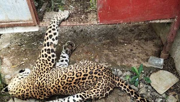  கோழி கூண்டு