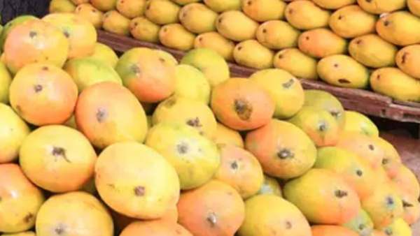  மாம்பழ சீசன் 